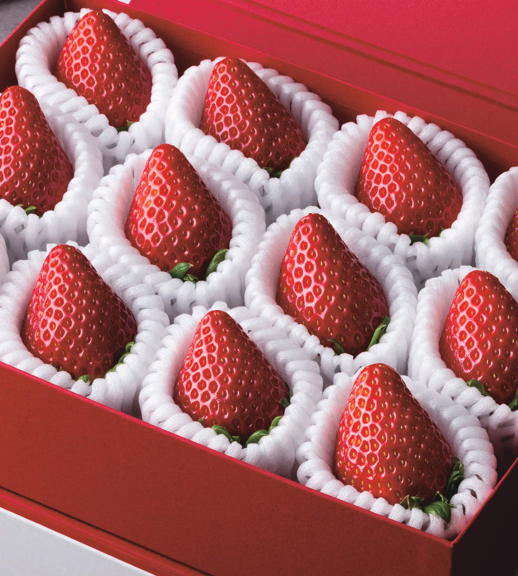 道楽 DOWLUCK シャンハイミキ はでいちご 遊びの達人たちに学ぶギア選び⑥